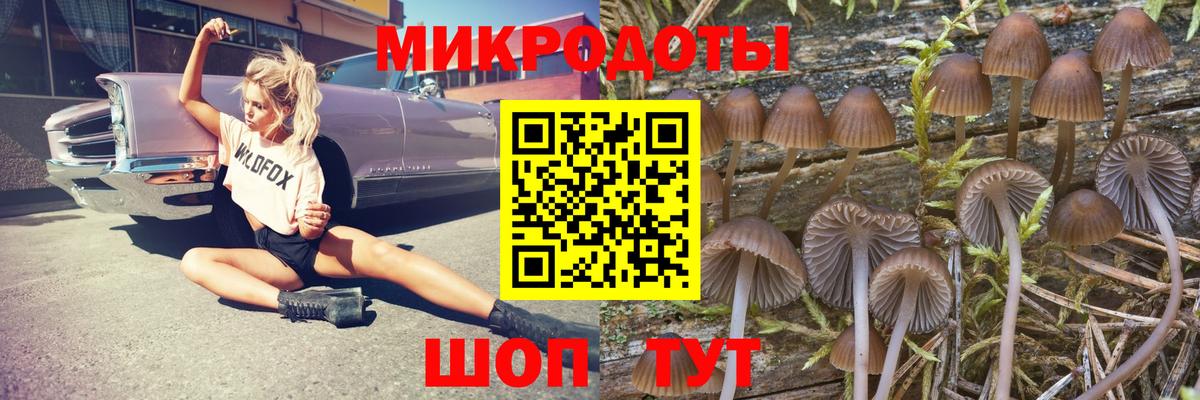 Псилоцибиновые грибы Psilocybine cubensis Кандалакша